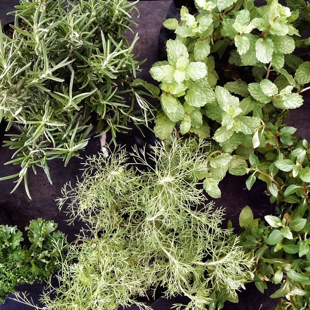 buy herb plants Woolpit Nurseries