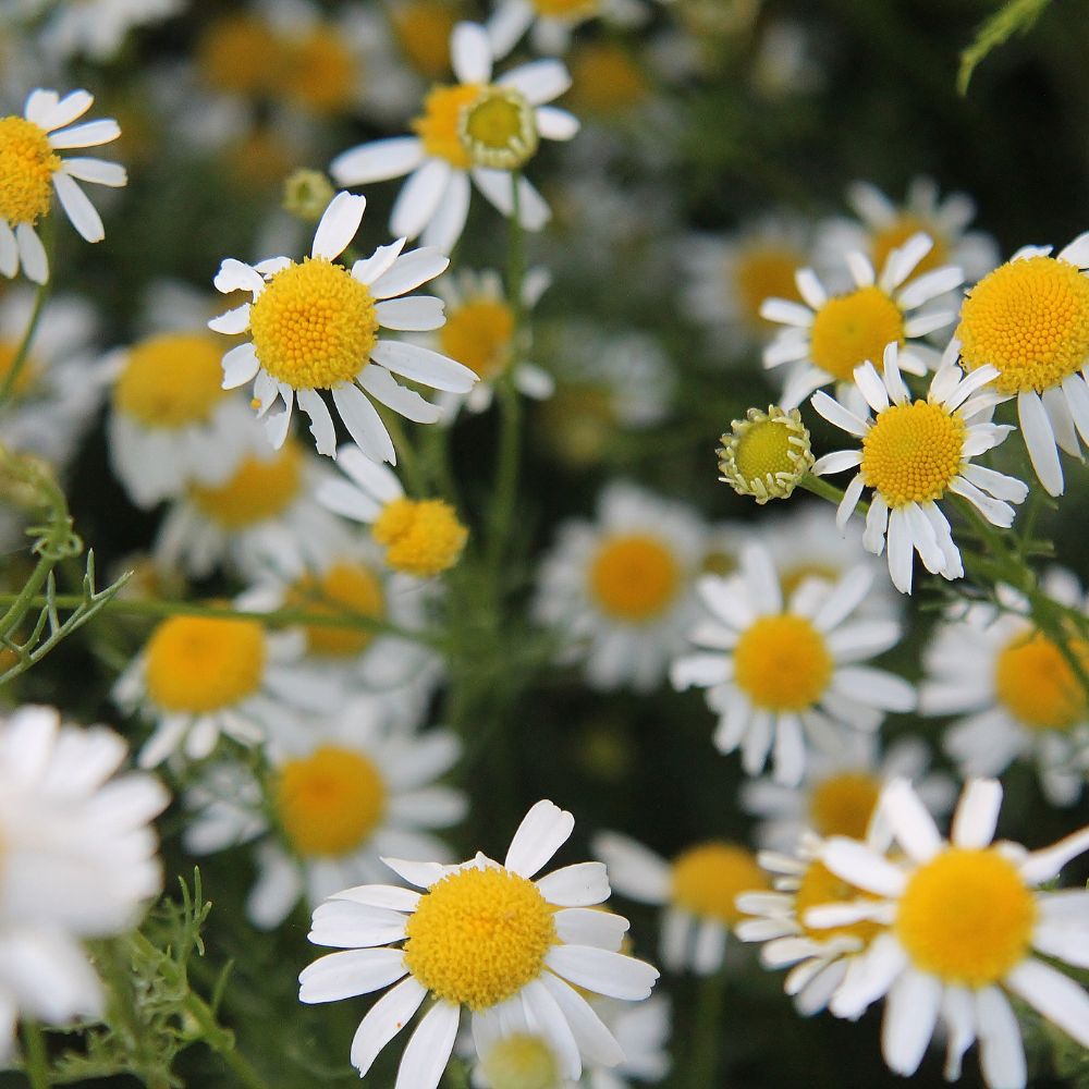 chamomile french buy herb plants Woolpit Nurseries