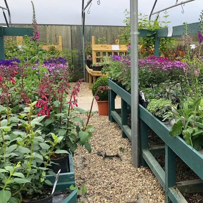 hardy perennial plants at Woolpit Nurseries in Suffolk