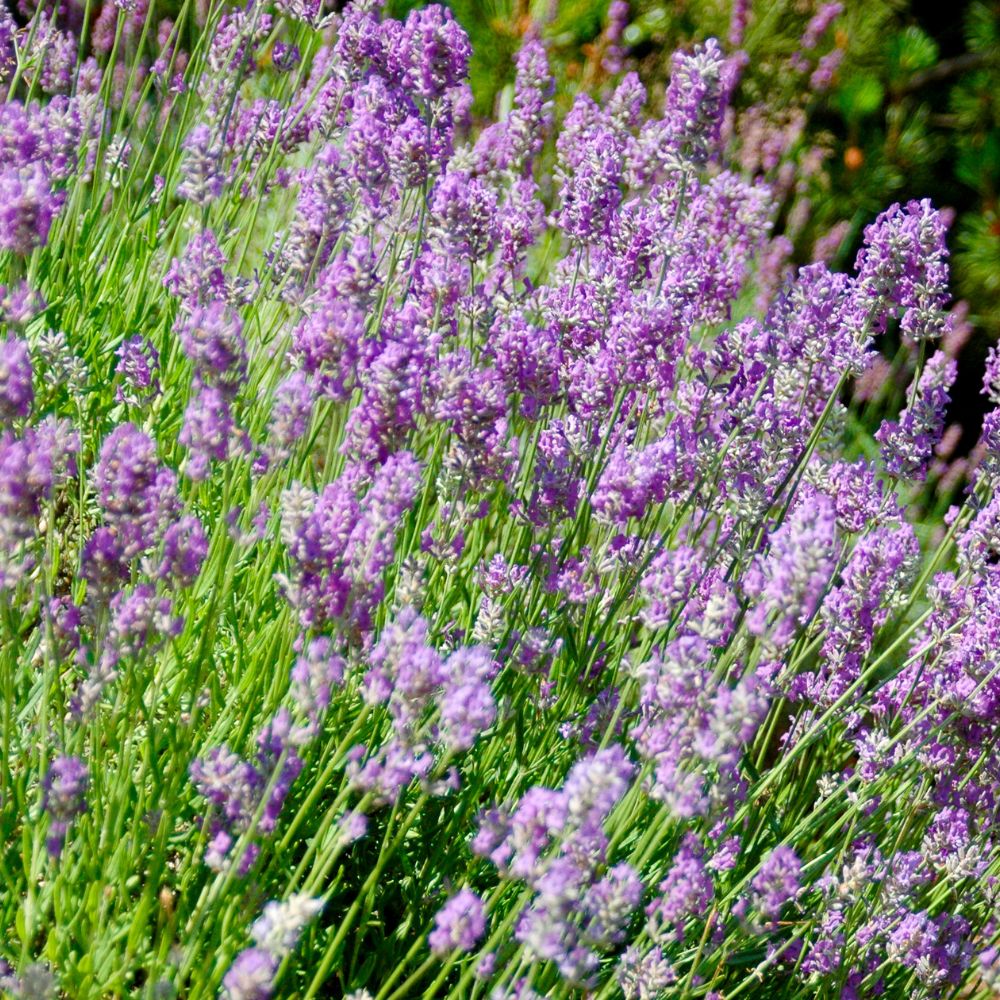 lavender buy herb plants Woolpit Nurseries