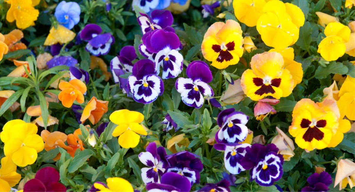Buy Winter Pansies Violas at Woolpit Nurseries