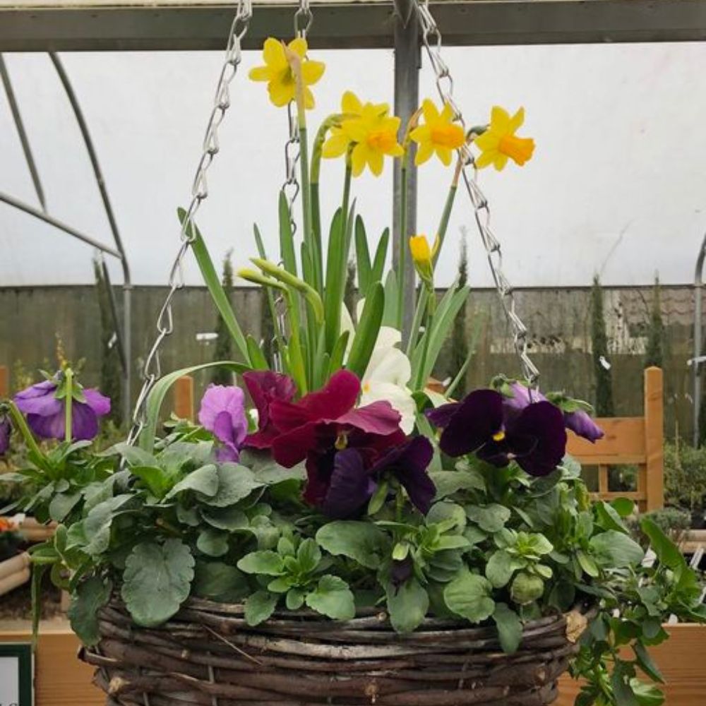 Pansies & Garden Bulbs basket at Woolpit Nurseries