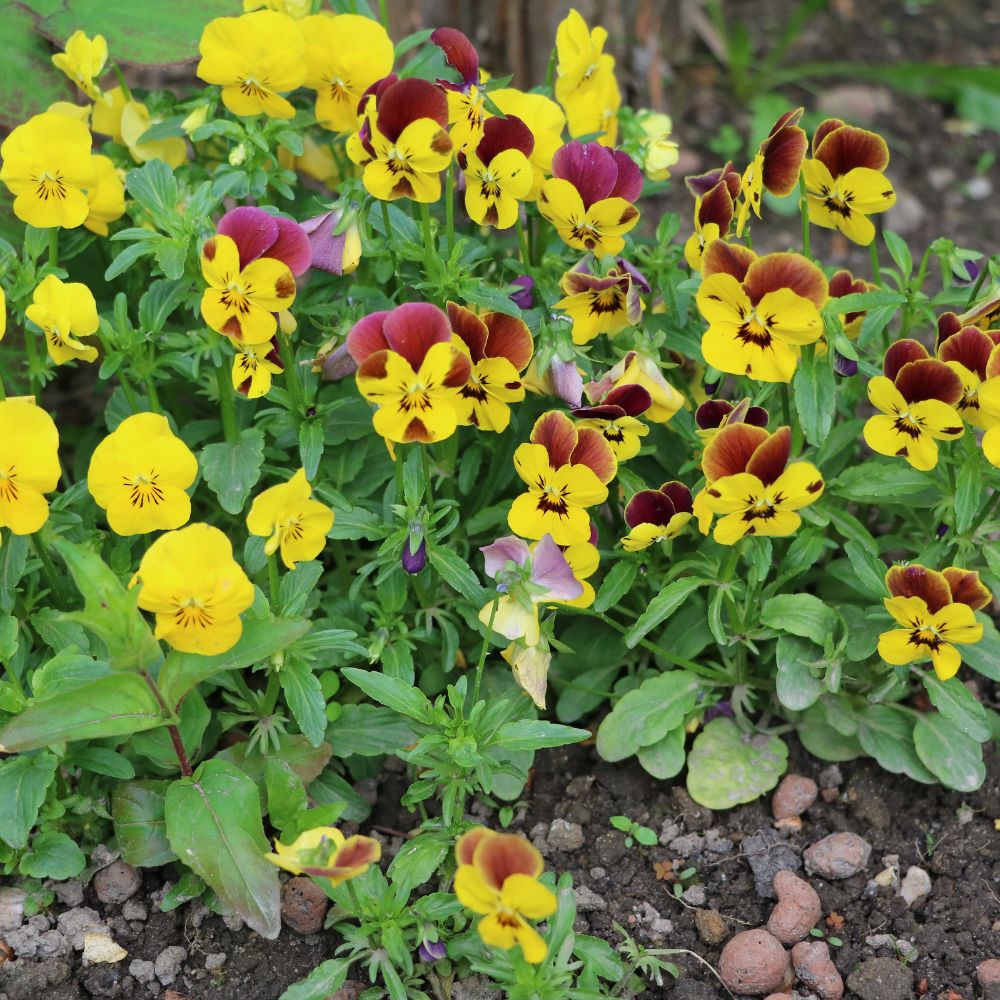 Pansies & Violas for garden plants at Woolpit Nurseries