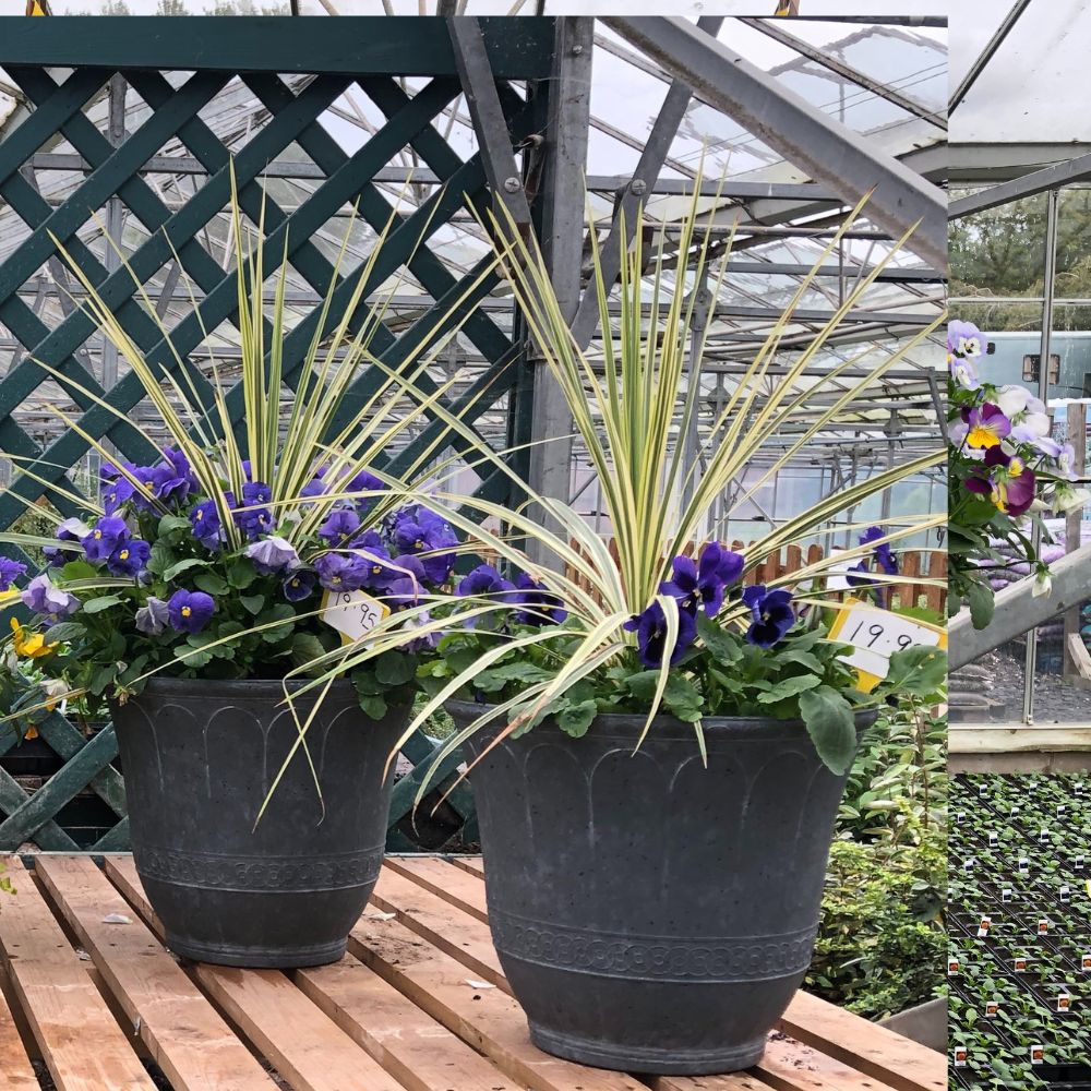 Viola garden container pots Woolpit Nurseries