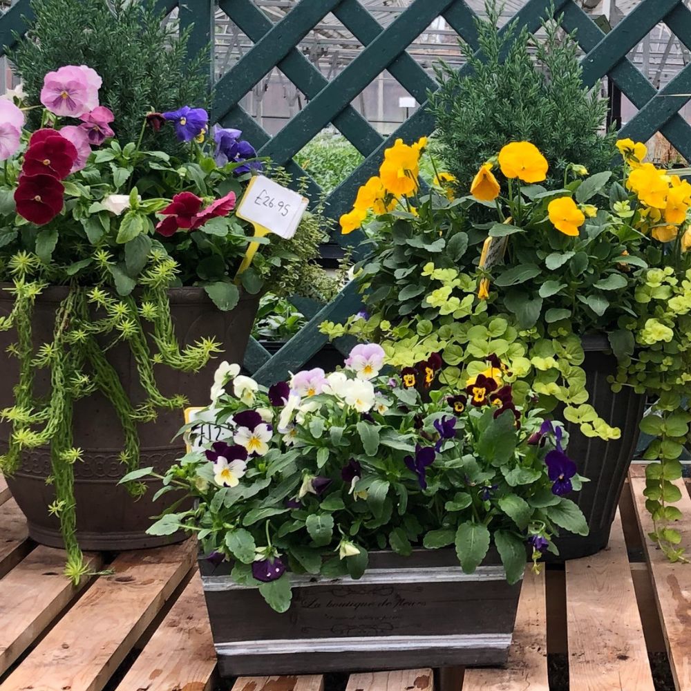 Winter Pansies and Violas garden pots at Woolpit Nurseries