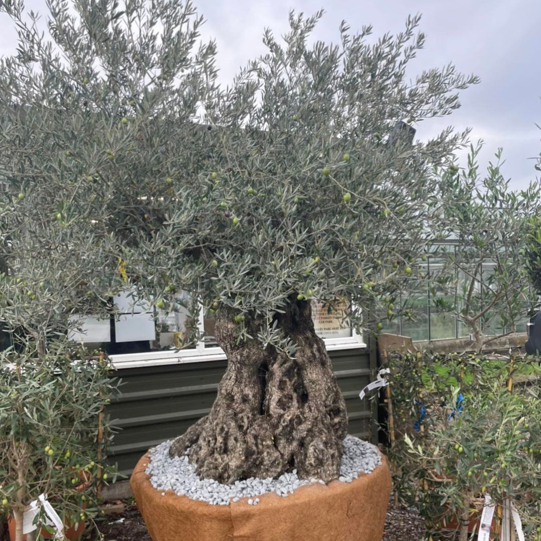 Ancient Large Olive tree, Olea europaea, Woolpit Nurseries