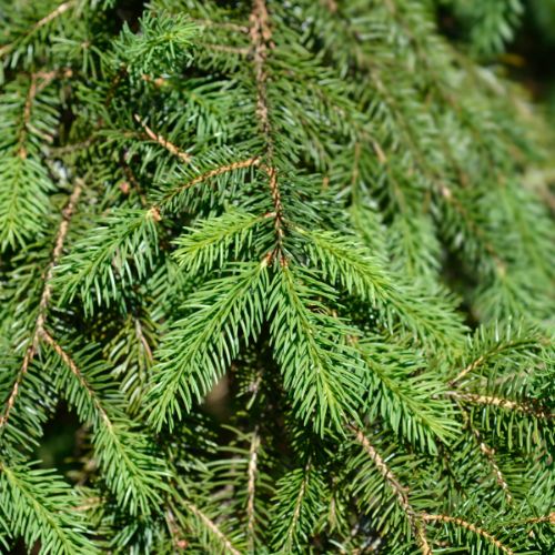 Buy Norway Spruce Chistmas tree at Woolpit Nurseries