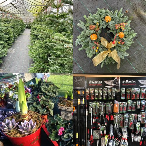 Chistmas at Woolpit Nurseries