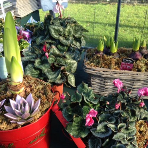 Christmas Plants for Gifts at Woolpit Nurseries