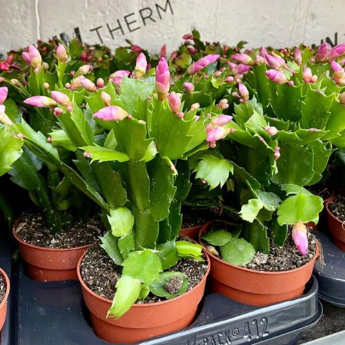 Christmas cactus plants for gifts at Woolpit Nurseries