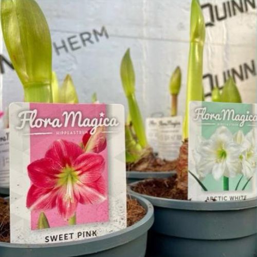 Hippeastrums Amaryllis, Christmas plants for gifts at Woolpit Nurseries