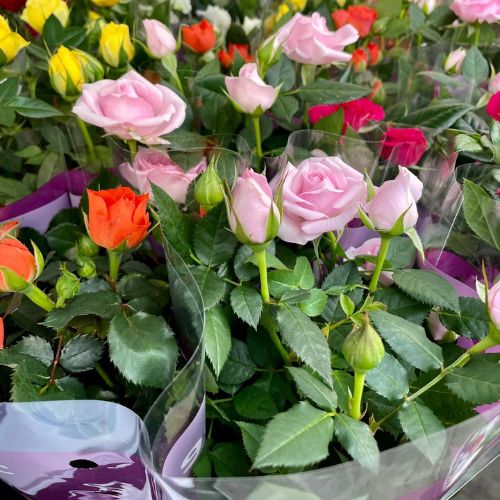 Indoor roses, Christmas plants for gifts at Woolpit Nurseries