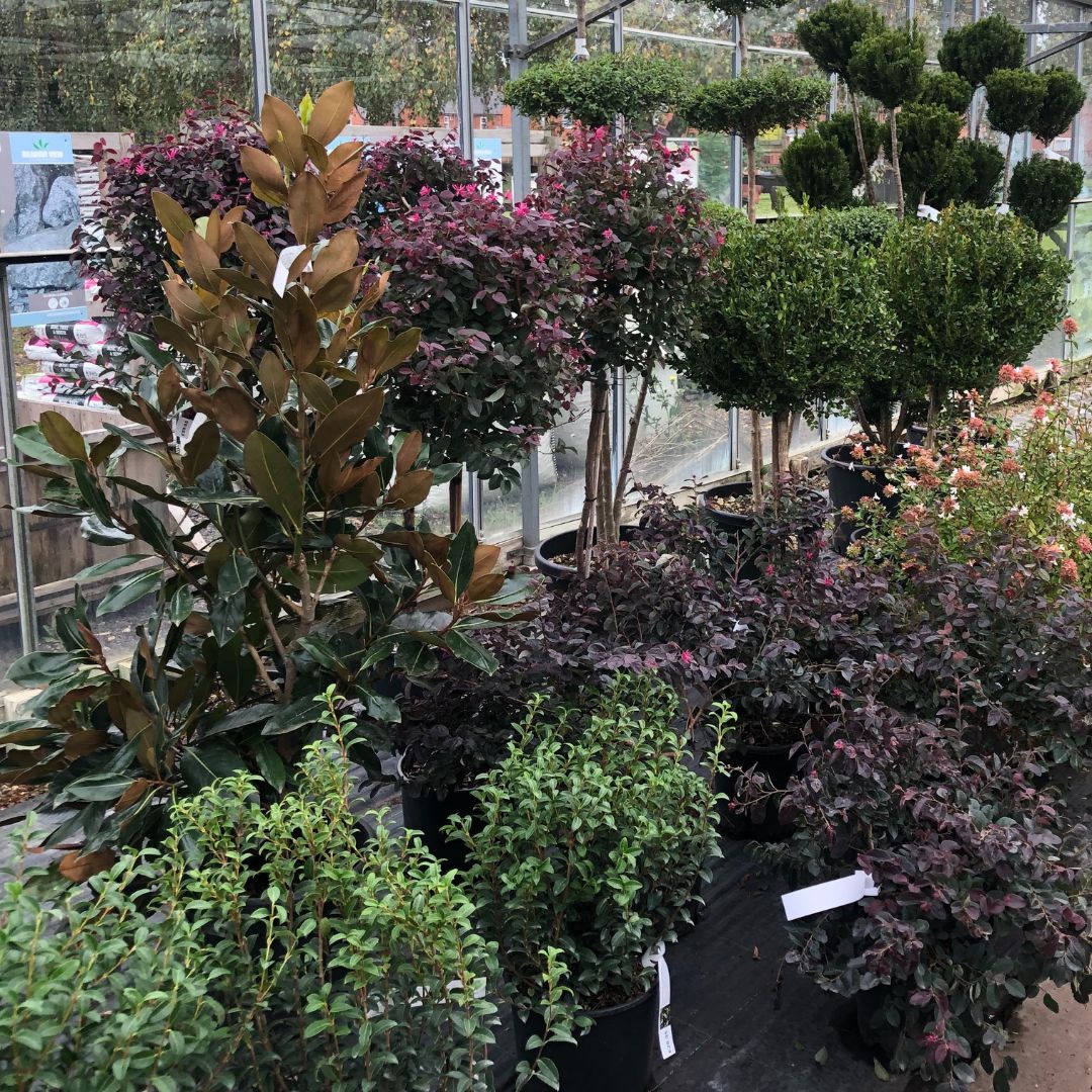 Italian plants & shrubs from Tuscany, Woolpit Nurseries