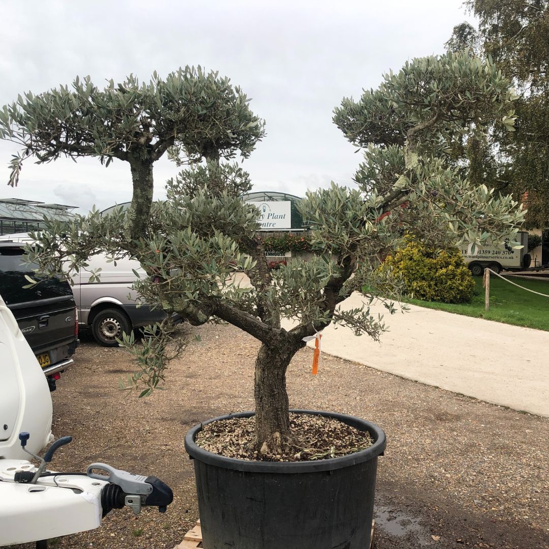 Olive tree, Olea europaea, Woolpit Nurseries