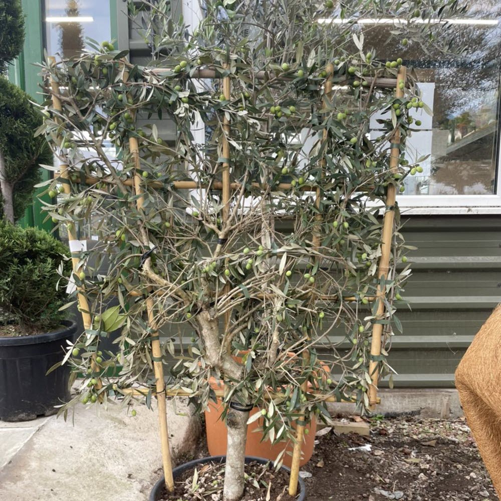 Italian olive tree espalier framed, Woolpit-Nurseries