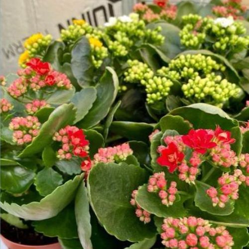 Kalanchoe succulent, Christmas plants for gifts at Woolpit Nurseries