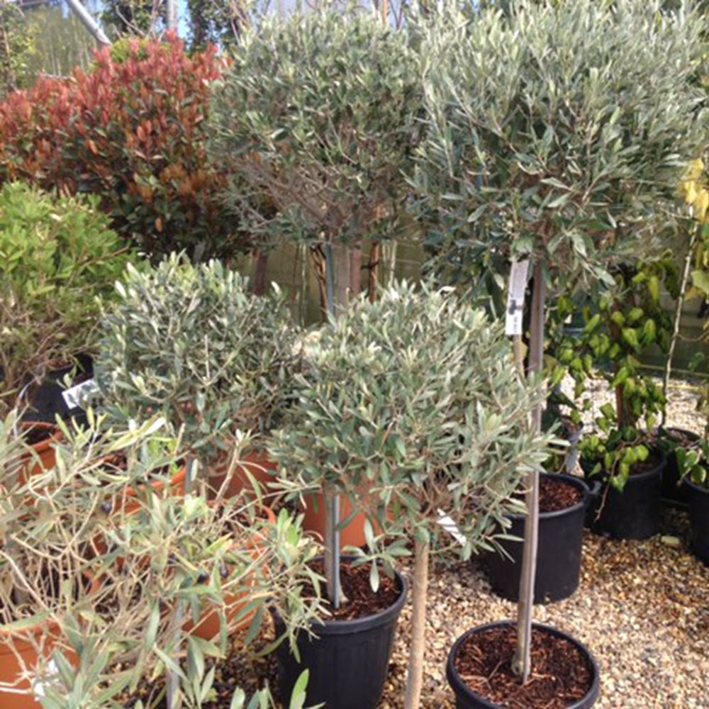 Olive trees in pots Woolpit Nurseries