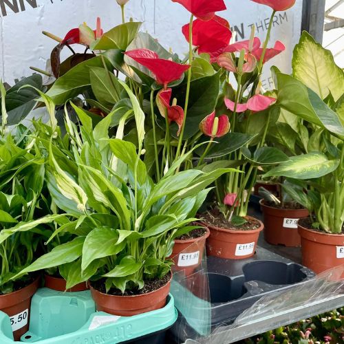 Peace Lilys, Christmas plants for gifts at Woolpit Nurseries