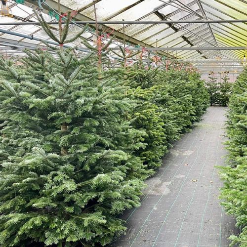 Real Christmas trees at Woolpit Nurseries