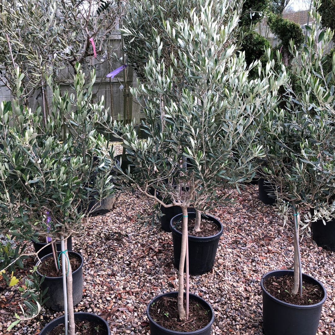 Small standard Olive tree, Olea europaea, Woolpit Nurseries