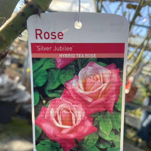 Standard rose in stock at Woolpit Nurseries