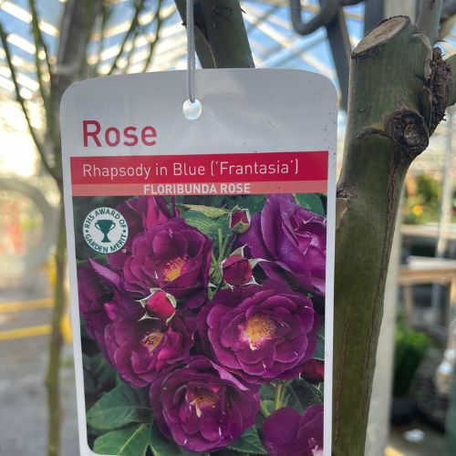 Standard rose stocked at Woolpit Nurseries