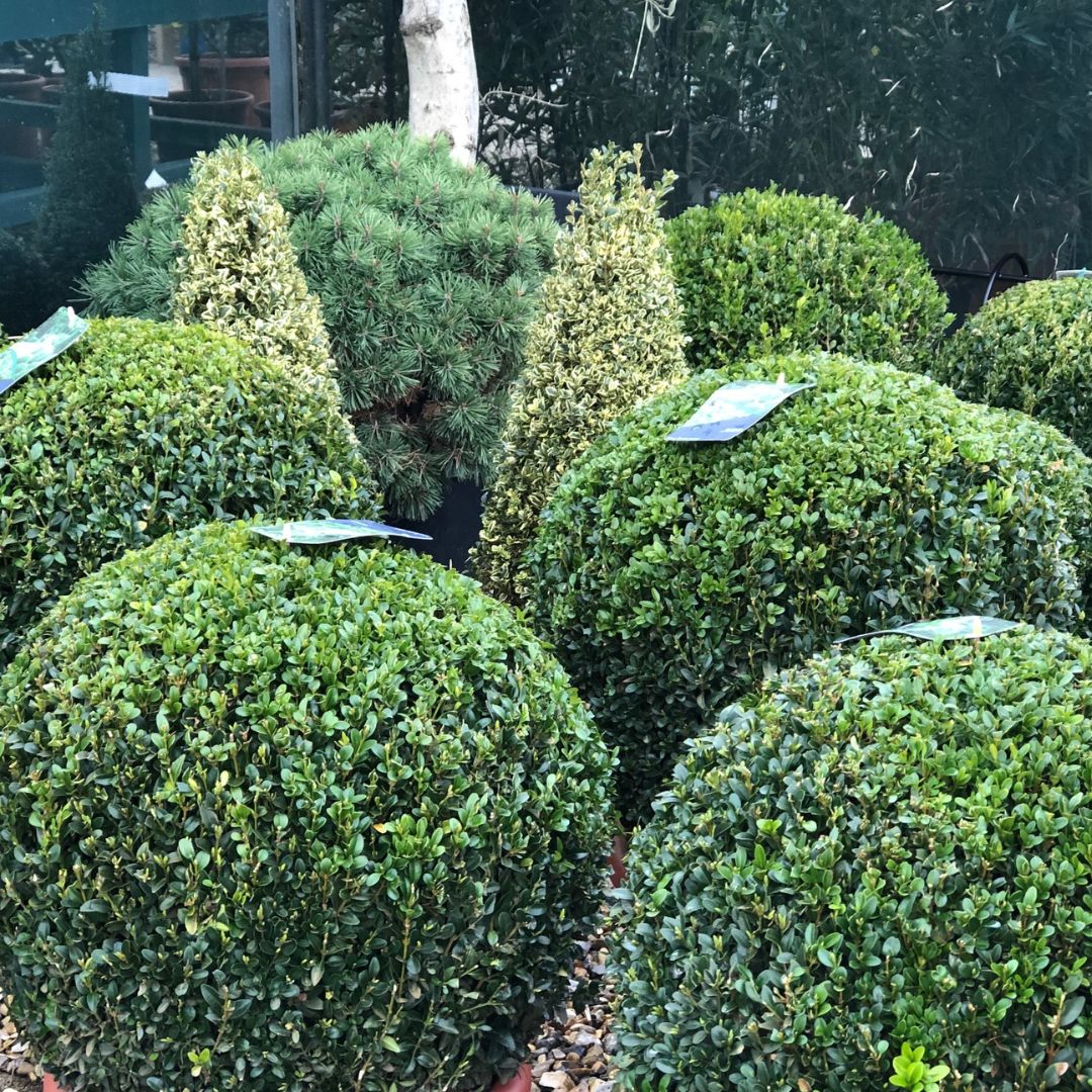 Topiary trees Box Balls, Woolpit Nurseries