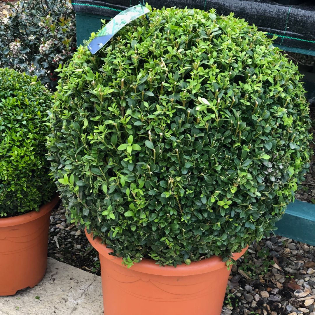 Topiary trees Buxus ball, Woolpit Nurseries