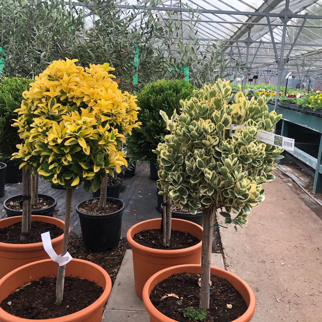Topiary trees Euonymus, Woolpit Nurseries
