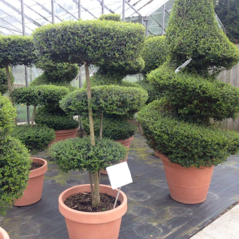 Buy Topiary Trees Woolpit Nurseries Family Run Plant Nursery