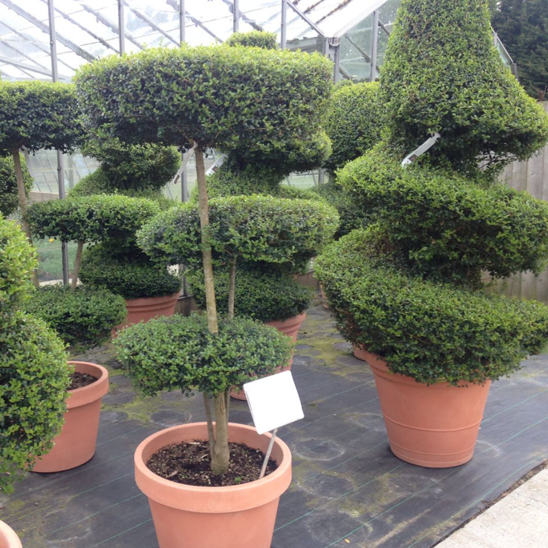 Topiary trees Spiral and Cloud shapes, Woolpit Nurseries
