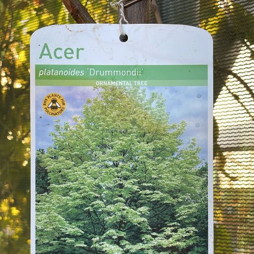 Acer Ornamental Trees at Woolpit Nurseries