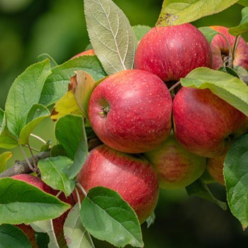 Apple Trees at Woolpit Nurseries