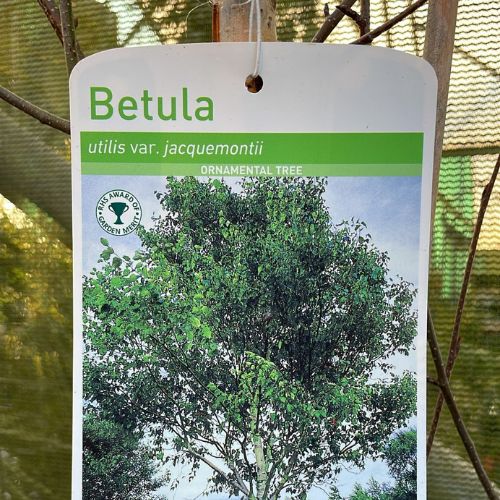 Betula Ornamental Trees at Woolpit Nurseries