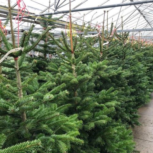 Fresh Christmas Trees Woolpit Nurseries
