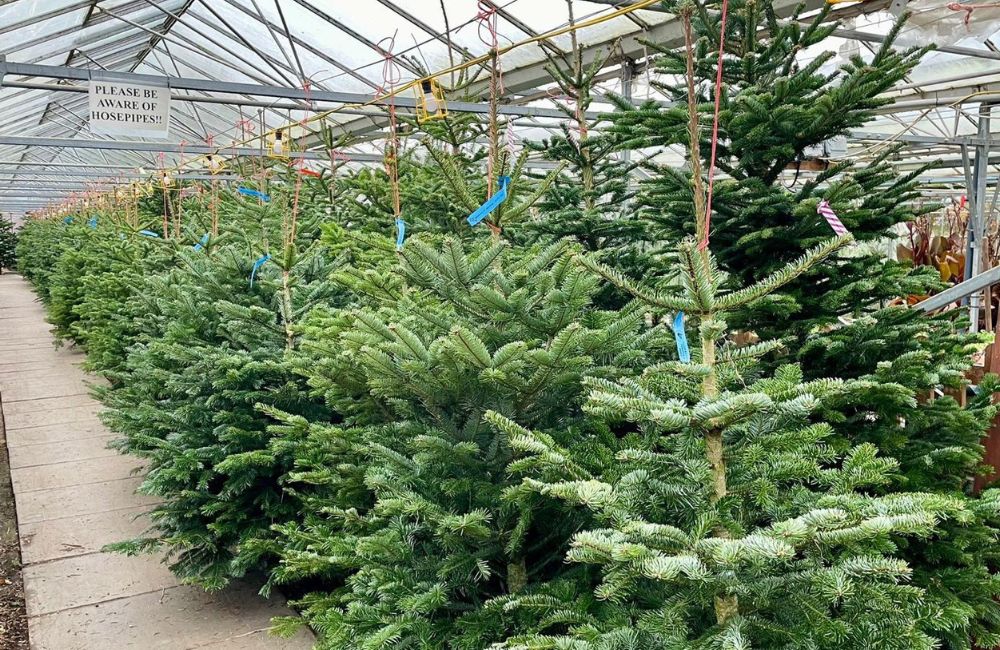 Fresh Christmas Trees for sale near you, Woolpit Nurseries