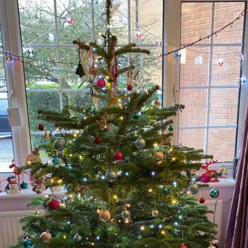 Real Christmas Tree, Woolpit Nurseries