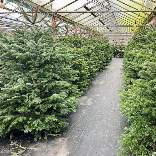 Real Christmas Trees, Woolpit Nurseries