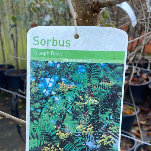Sorbus Ornamental Trees at Woolpit Nurseries