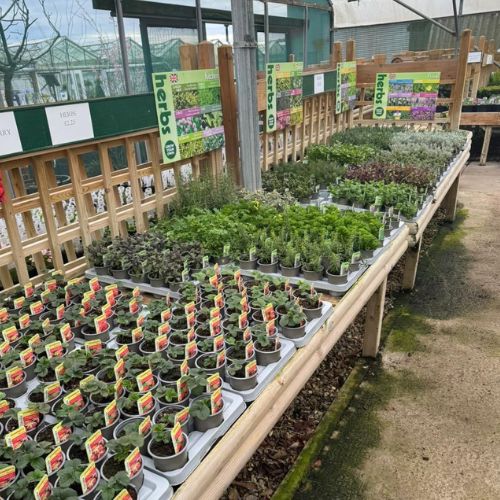 Garden Herbs for sale, Woolpit Nurseries