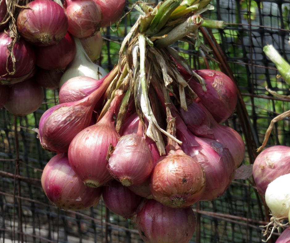 Garden onions - Woolpit Nurseries