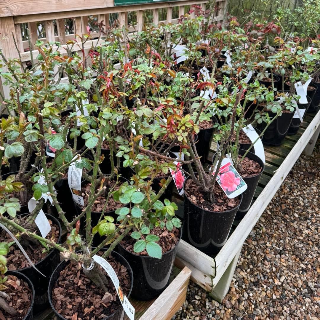 Potted garden roses - Woolpit Nurseries