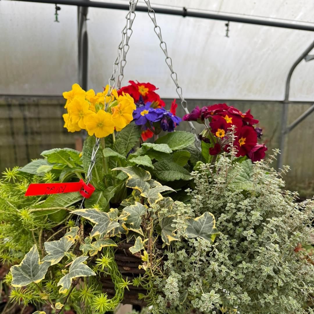 Spring Hanging Basket - Woolpit Nurseries