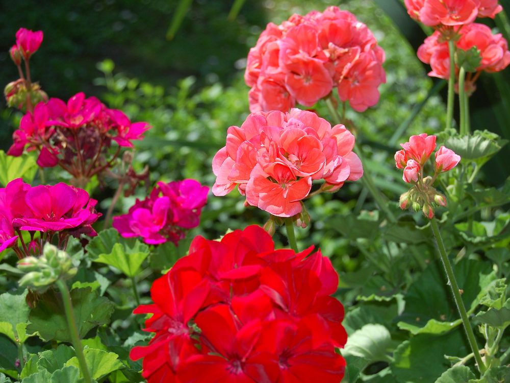 Gardening tasks for May grow geranium bedding plants - Woolpit Nurseries