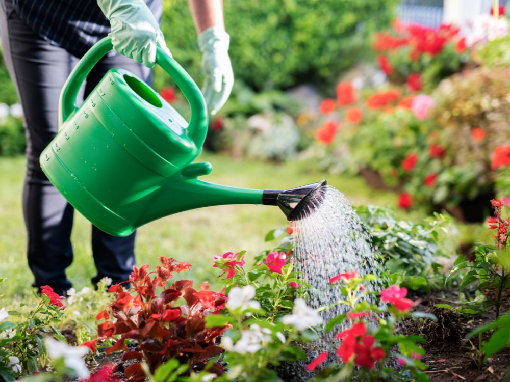 Gardening tasks for May watering plants and weeding - Woolpit Nurseries