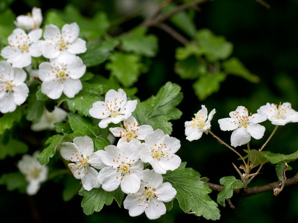 May Gardening spring blossom - Woolpit Nurseries