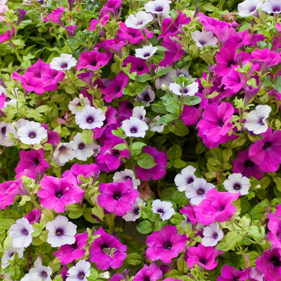 Petunias Summer Bedding Plants - Woolpit Nurseries