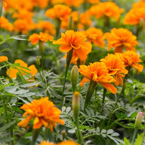 Summer bedding plants Marigolds Woolpit Nurseries