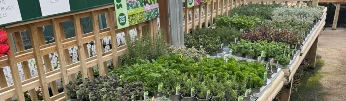 garden herbs in pots - Woolpit Nurseries