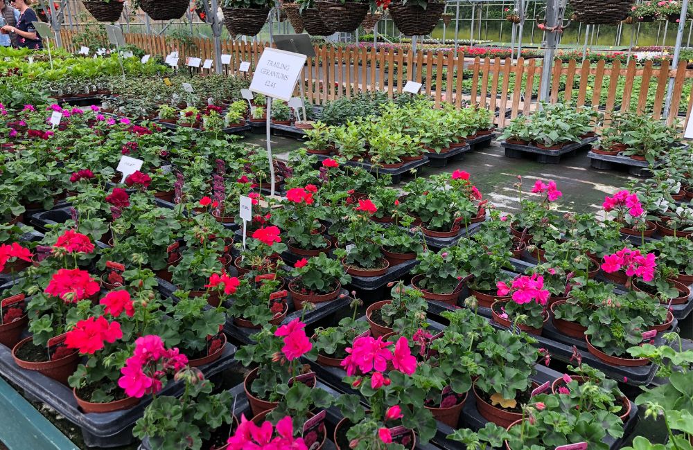 planting bedding plants in garden pots - Woolpit Nurseries